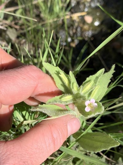 Erythranthe parishii, photographed by Kenzie Anderson-Bell