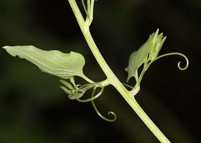 Smilax jamesii, photographed by Steve Matson