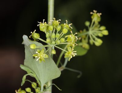 Smilax jamesii, photographed by Steve Matson