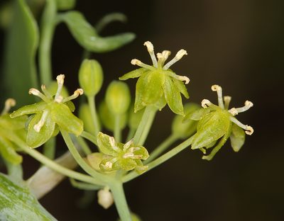 Smilax jamesii, photographed by Steve Matson