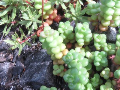 Sedum divergens, photographed by Erin Springinotic