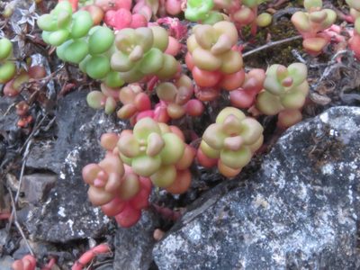 Sedum divergens, photographed by Erin Springinotic
