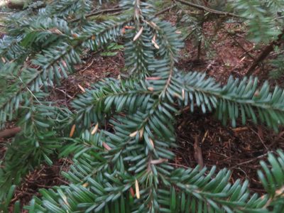 Abies amabilis, photographed by Erin Springinotic