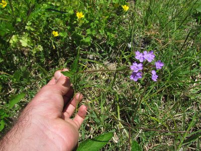 Verbena rigida, photographed by Matias Cabezas