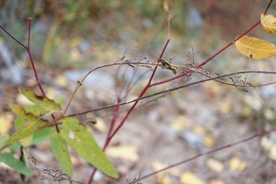 Desmodium canadense