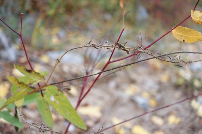 Desmodium canadense, photographed by Henry "Nick" Robertson
