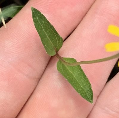Acmella repens, photographed by natalie