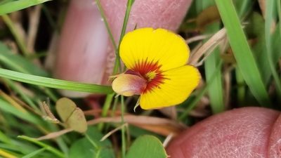 Bossiaea prostrata, photographed by ianrainbow
