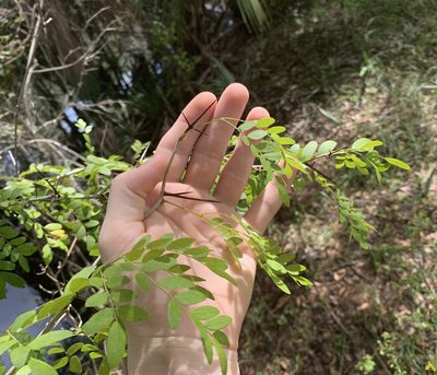 Gleditsia aquatica, photographed by natalie