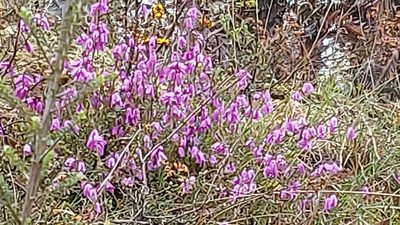 Tetratheca ciliata, photographed by graeme lunt