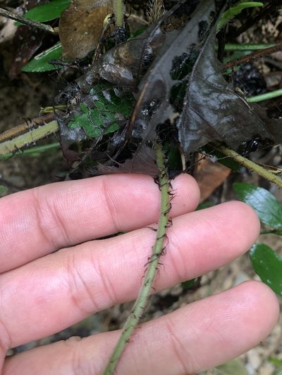 Tectaria fuscipes, photographed by 呂一起(Lyu yi-chi)