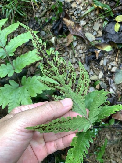 Tectaria fuscipes, photographed by 呂一起(Lyu yi-chi)