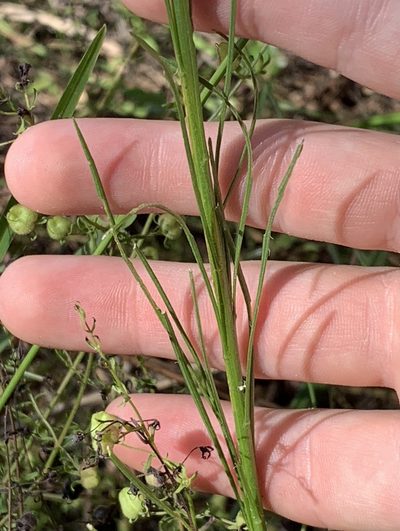 Liatris tenuifolia, photographed by natalie