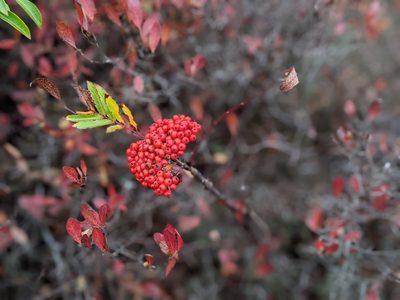 Sorbus americana, photographed by C Mo