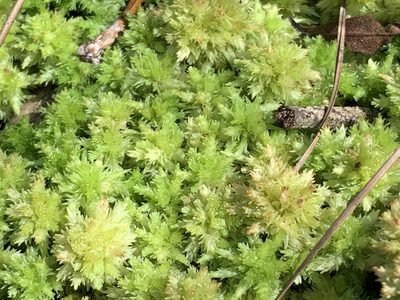Sphagnum perichaetiale, photographed by natalie