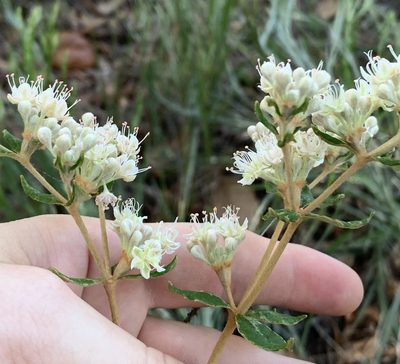 Eriogonum tomentosum, photographed by natalie
