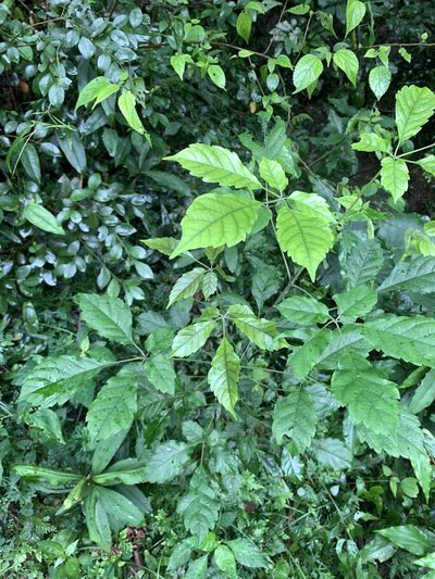 Vitex quinata, photographed by 呂一起(Lyu yi-chi)