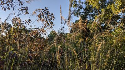 Sorghastrum secundum, photographed by Stephanie C