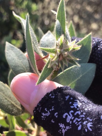 Arctostaphylos virgata, photographed by LJ Moore-McClelland