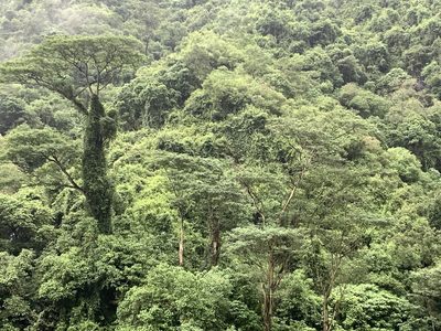 Falcataria falcata, photographed by 呂一起(Lyu yi-chi)