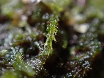 Blepharostoma trichophyllum, photographed by Randal