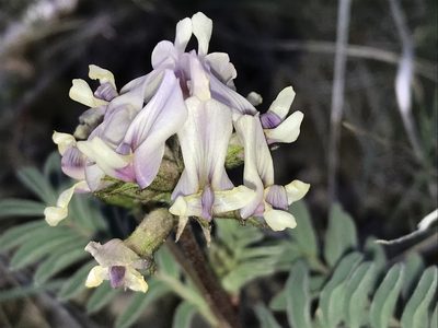 Astragalus cibarius, photographed by Robbie Hannawacker