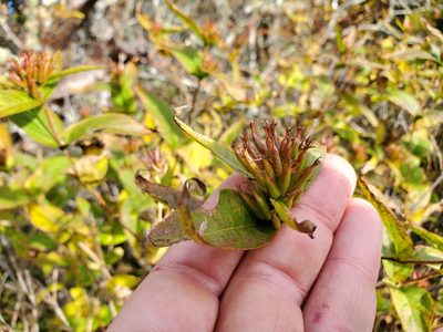 Diervilla sessilifolia, photographed by Will Kuhn