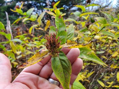 Diervilla sessilifolia, photographed by Will Kuhn