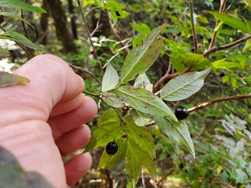 Vaccinium erythrocarpum, photographed by Will Kuhn