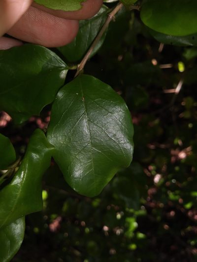 Krugiodendron ferreum, photographed by Daniel Estabrooks