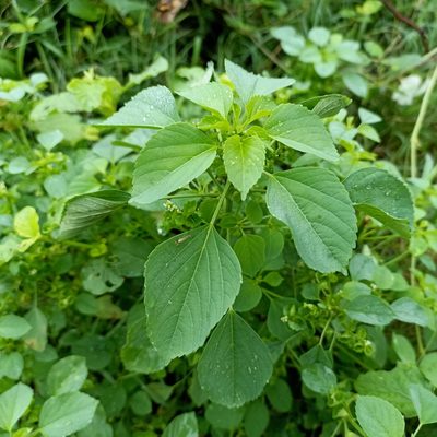 Acalypha indica, photographed by Paulmathi Vinod