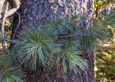 Pinus strobiformis, photographed by Philip Vanbergen