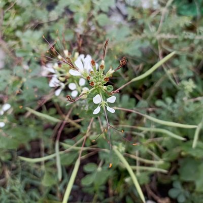 Cleome gynandra, photographed by Paulmathi Vinod