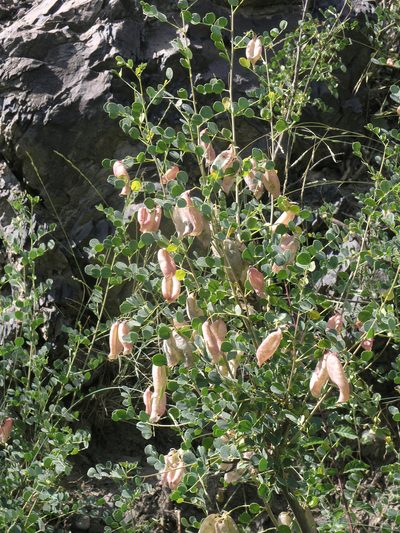 Colutea orientalis, photographed by Oleg Kosterin