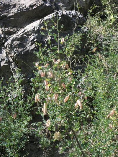 Colutea orientalis, photographed by Oleg Kosterin