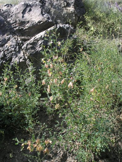 Colutea orientalis, photographed by Oleg Kosterin