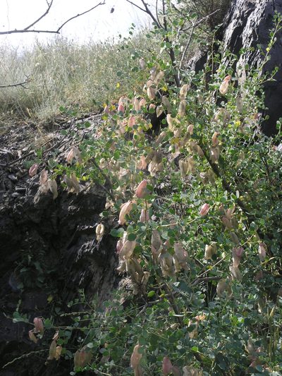 Colutea orientalis, photographed by Oleg Kosterin