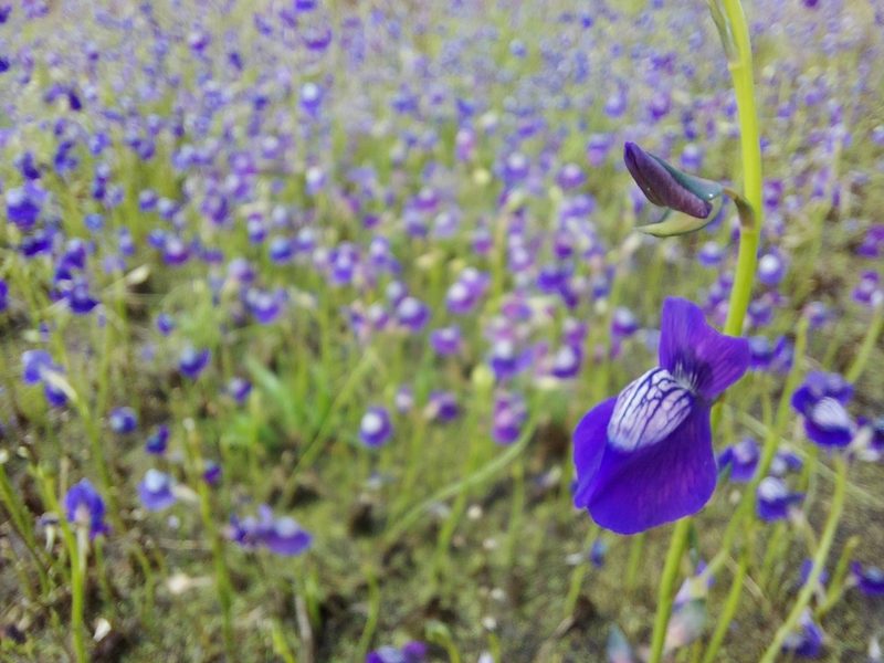 Utricularia reticulata, photographed by Ramesh Shenai Jr.