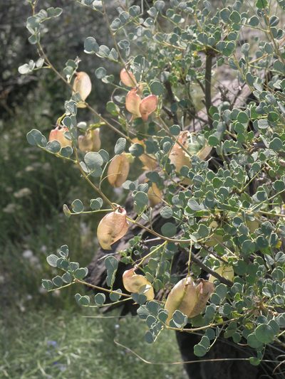 Colutea orientalis, photographed by Oleg Kosterin