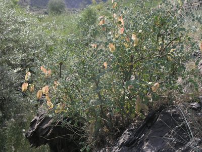 Colutea orientalis, photographed by Oleg Kosterin