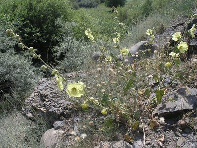 Alcea rugosa, photographed by Oleg Kosterin