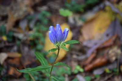 Gentiana saponaria, photographed by Robert Harris