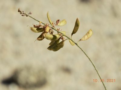 Hoffmannseggia microphylla, photographed by Diana