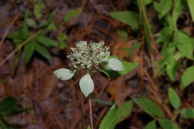 Pycnanthemum albescens, photographed by Michelle W. （鍾偉瑋）