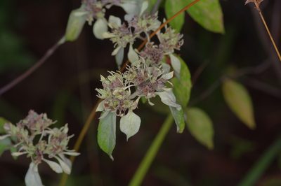 Pycnanthemum albescens, photographed by Michelle W. （鍾偉瑋）