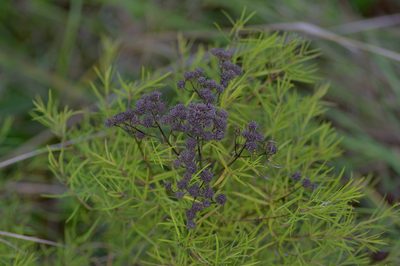 Pycnanthemum tenuifolium, photographed by Michelle W. （鍾偉瑋）