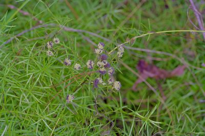 Pycnanthemum tenuifolium, photographed by Michelle W. （鍾偉瑋）
