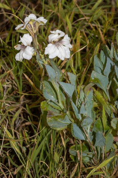 Goodenia albiflora, photographed by T. Hammer