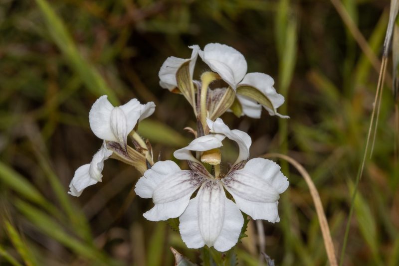 Goodenia albiflora, photographed by T. Hammer