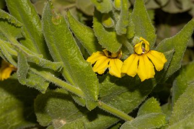 Goodenia amplexans, photographed by T. Hammer